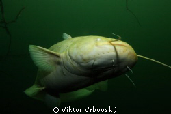 Catfish by Viktor Vrbovský 